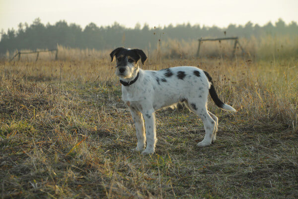 Dżoker