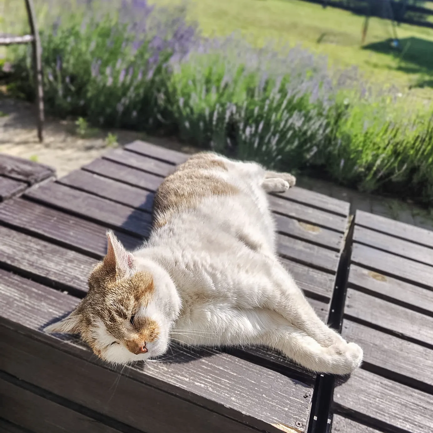 Koty w Dzikowisku — zdjęcie 5 z 5