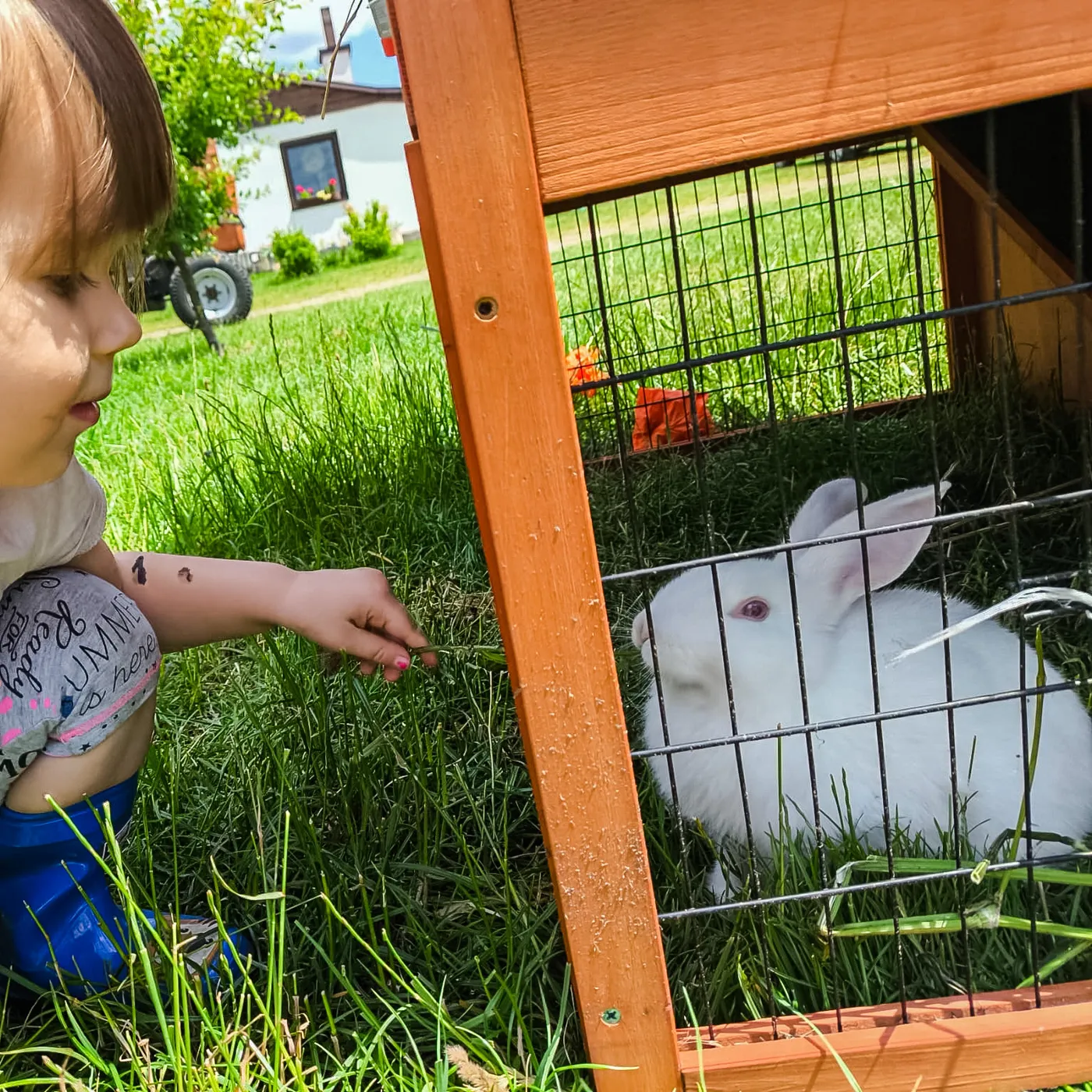 Świnki morskie i króliki w Dzikowisku — zdjęcie 3 z 4