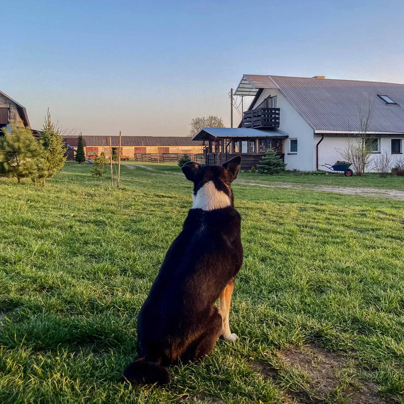 Psy w Dzikowisku — zdjęcie 3 z 3